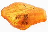 Detailed Fossil Long-Legged Fly (Dolichopodidae) in Baltic Amber #381503-1
